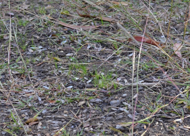Wallaby grass seedlings
